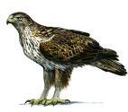 Aquila fasciata (Vieillot) attēls