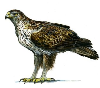 Aquila fasciata (Vieillot) attēls