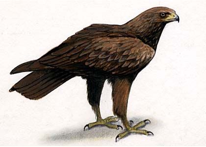 Aquila pomarina C.L.Brehm attēls