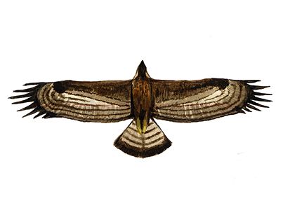 Aquila rapax (Temminck) attēls