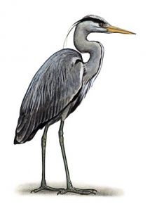 Ardea cinerea L. attēls