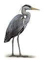 Ardea cinerea L. attēls