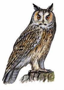 Asio otus (L.) attēls