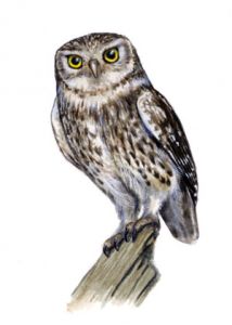 Athene noctua (Scop.) attēls