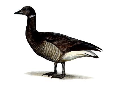 Branta bernicla (L.) attēls