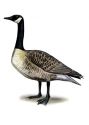 Branta canadensis (L.) attēls