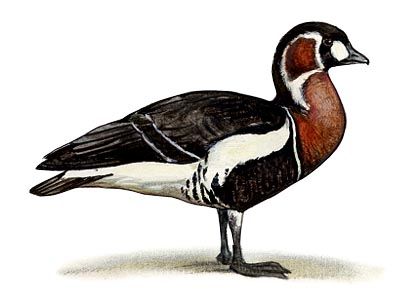 Branta ruficollis (Pall.) attēls