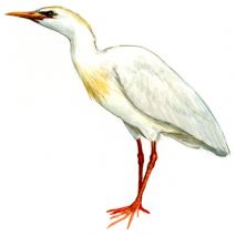 Bubulcus ibis (L.) attēls