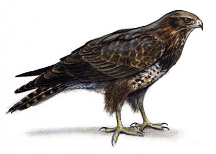 Buteo buteo (L.) attēls