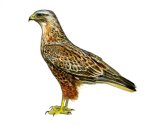 Buteo rufinus Cretzschmar attēls
