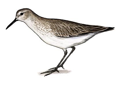 Calidris alpina (L.) attēls