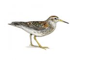 Calidris maritima (Brünn.) attēls