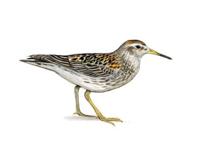 Calidris maritima (Brünn.) attēls