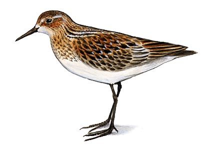 Calidris minuta (Leisl.) attēls