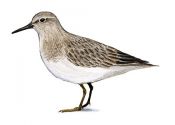 Calidris temminckii (Leisl.) attēls