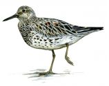 Calidris tenuirostris (Horsfield) attēls