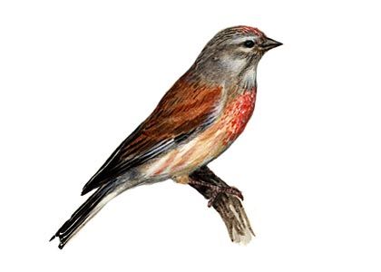 Carduelis cannabina (L.) attēls