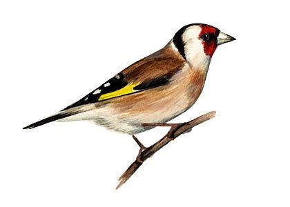 Carduelis carduelis (L.) attēls