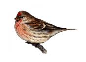 Carduelis flammea (L.) attēls