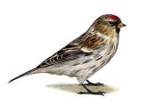 Carduelis hornemanni (Holb.) attēls