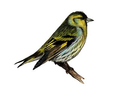 Carduelis spinus (L.) attēls