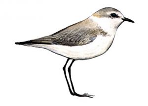 jūras tārtiņš attēls