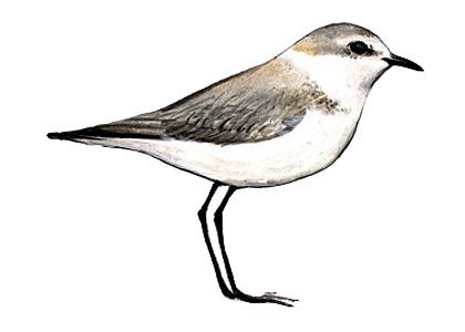 Charadrius alexandrinus (L.) attēls