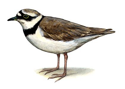 Charadrius dubius Scop. attēls