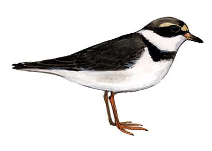 Charadrius hiaticula (L.) attēls