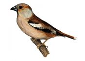 Coccothraustes coccothraustes (L.) attēls