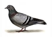 Columba livia f. domestica Gm. attēls