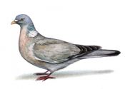 Columba palumbus (L.) attēls