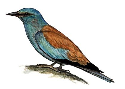 Coracias garrulus (L.) attēls