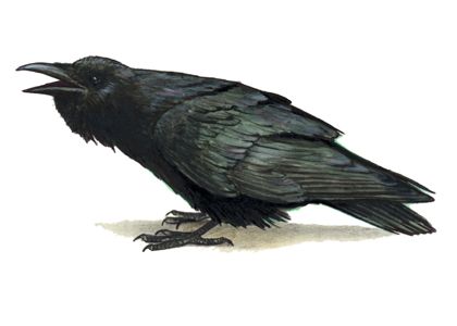 Corvus corax (L.) attēls