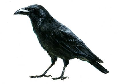 Corvus corone (L.) attēls