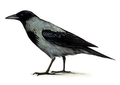 Corvus cornix (L.) attēls