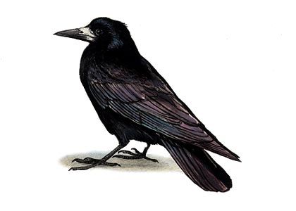 Corvus frugilegus (L.) attēls