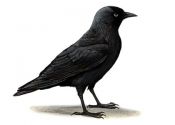 Corvus monedula (L.) attēls