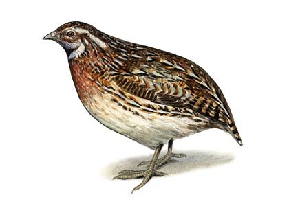 Coturnix coturnix (L.) attēls