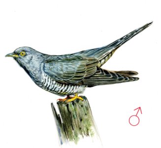 Cuculus canorus (L.) attēls
