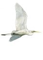 lielais baltais gārnis, sudrabgārnis attēls