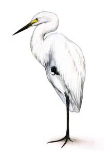 Egretta alba L. attēls