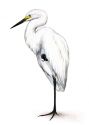 Egretta alba L. attēls