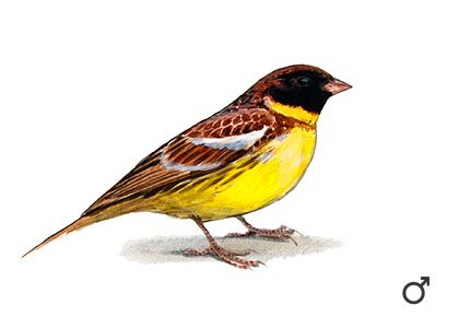 Emberiza aureola Pall. attēls