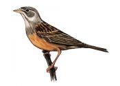 Emberiza hortulana (L.) attēls