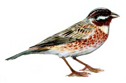 Emberiza leucocephalos Gm. attēls