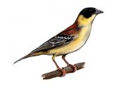 Emberiza melanocephala Scop. attēls