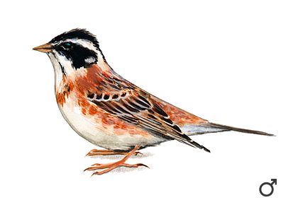 Emberiza rustica Pall. attēls