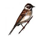 Emberiza schoeniclus (L.) attēls