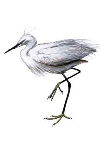 Egretta garzetta (L.) attēls